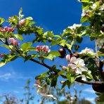 Okrasná jabloň (Malus) ´RED SENTINEL´ - výška 260-290 cm, kont. C35L, obvod kmeňa 8/10 cm